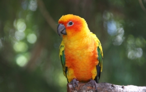 Parrot Wallpapers HD