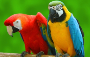 Parrot Widescreen