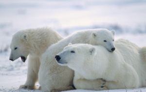 Polar Bear High Quality Wallpapers