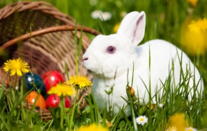 Rabbit HD Background Rabbit HD Background