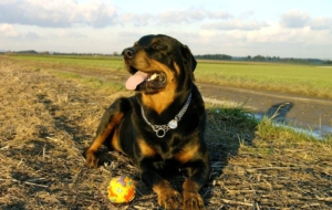 Rottweiler Deskto