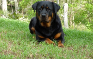 Rottweiler HD