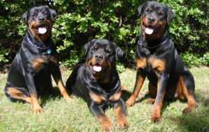 Rottweiler HD Wallpaper