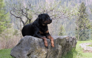 Rottweiler High Definition