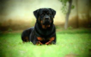 Rottweiler High Definition Wallpapers