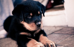 Rottweiler Photos