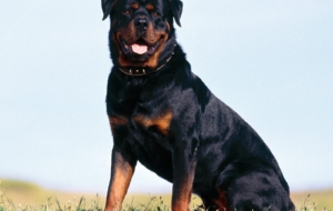 Rottweiler Pictures