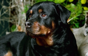 Rottweiler Widescreen