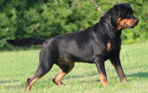 Rottweiler For Deskto
