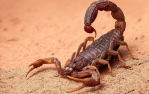 Scorpion Computer Wallpaper