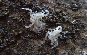 Scorpion HD Background