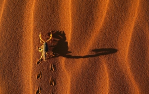 Scorpion HD Wallpaper