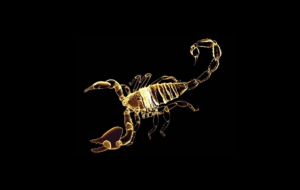 Scorpion High Quality Wallpapers