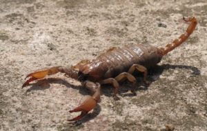 Scorpion Images
