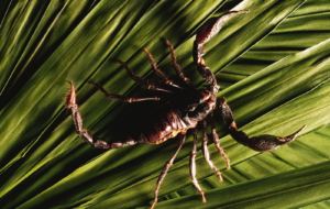 Scorpion Photos