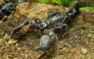 Scorpion Wallpapers HD