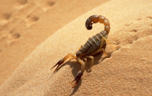 Scorpion Widescreen