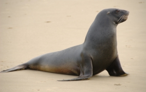 Sea Lion Background