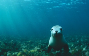 Sea Lion Computer Wallpaper