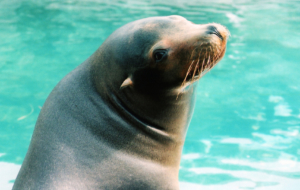 Sea Lion HD Background