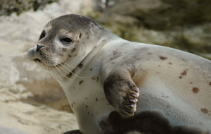Sea Lion High Definition