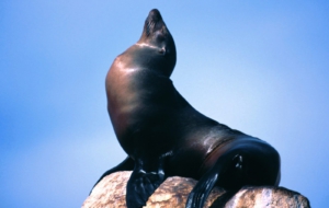 Sea Lion High Definition Wallpapers