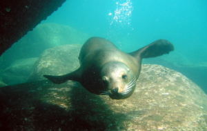 Sea Lion Images