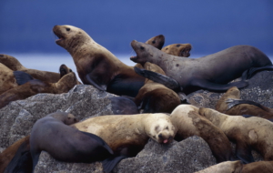 Sea Lion Photos