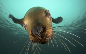 Sea Lion Wallpapers