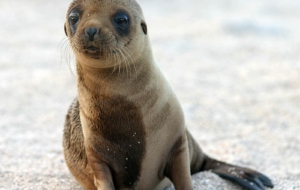 Sea Lion Wallpapers HD