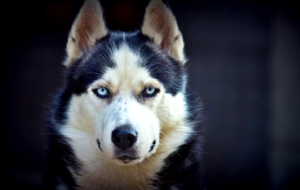 Siberian Husky For Deskto Siberian Husky For Deskto