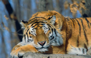 Siberian Tiger 4K