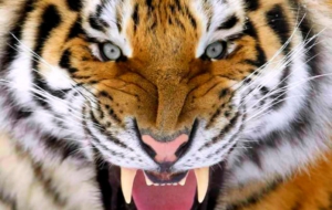 Siberian Tiger Background