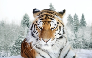 Siberian Tiger Computer Wallpaper