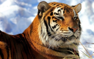 Siberian Tiger HD