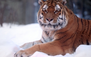 Siberian Tiger HD Background