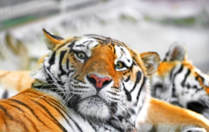 Siberian Tiger HD Deskto