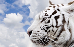 Siberian Tiger HD Wallpaper