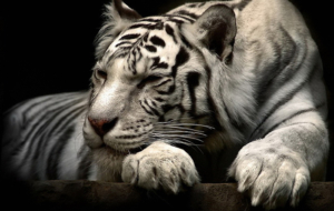 Siberian Tiger High Definition