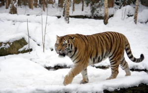 Siberian Tiger High Definition Wallpapers