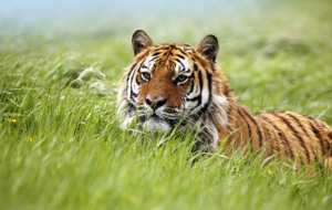 Siberian Tiger High Quality Wallpapers