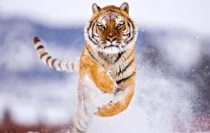 Siberian Tiger Photos