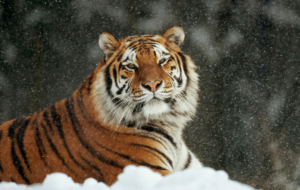 Siberian Tiger Pictures