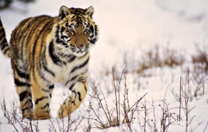 Siberian Tiger Wallpaper