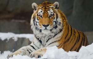 Siberian Tiger Wallpapers