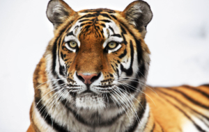 Siberian Tiger For Deskto