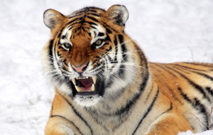 Siberian Tiger Full HD