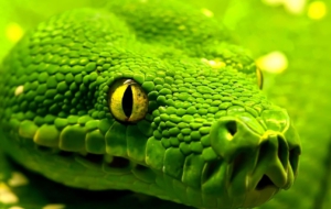 Snake Deskto Snake Deskto