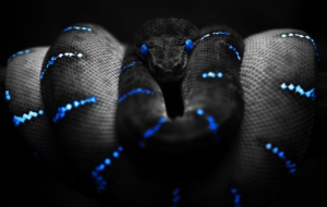 Snake HD Background Snake HD Background