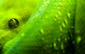 Snake High Definition Snake High Definition